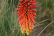 Blume Cotopaxi Ecuador 
