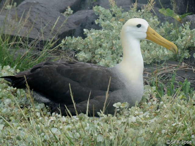 Albatros Phoebastria irrorata brütend auf Salzbusch Galapagos
