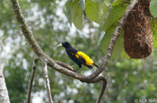 Gelbbuerzelkassike in Ecuador