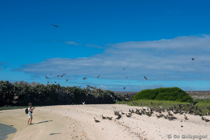 Rotfußtölpelkolonie auf Genovesa, Galapagos