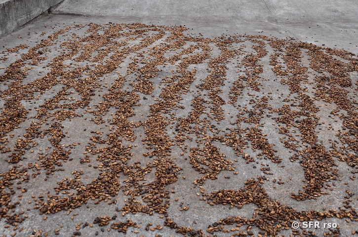 Getrocknete Kakaobohnen in Ecuador