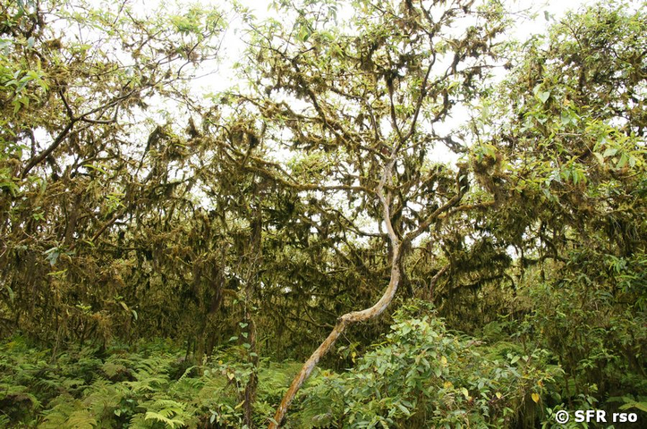 Guavenbaum Psidium guajava Insel Isabela Galapagos