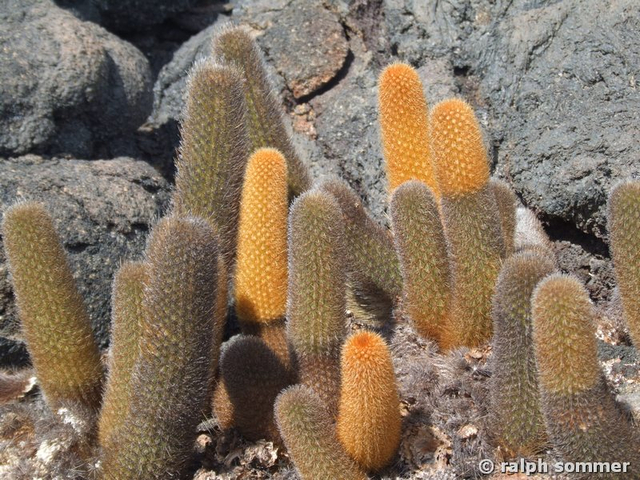 Lava Kaktus Brachycereus nesioticus zwischen Lavalagen Galapagos