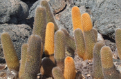 Lava Kaktus Brachycereus nesioticus zwischen Lavalagen Galapagos