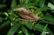 Phaneropterina in Ecuador