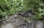 Bachbett mit wenig Wasser, Ecuador