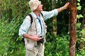 Bambus Schössling in Ecuador