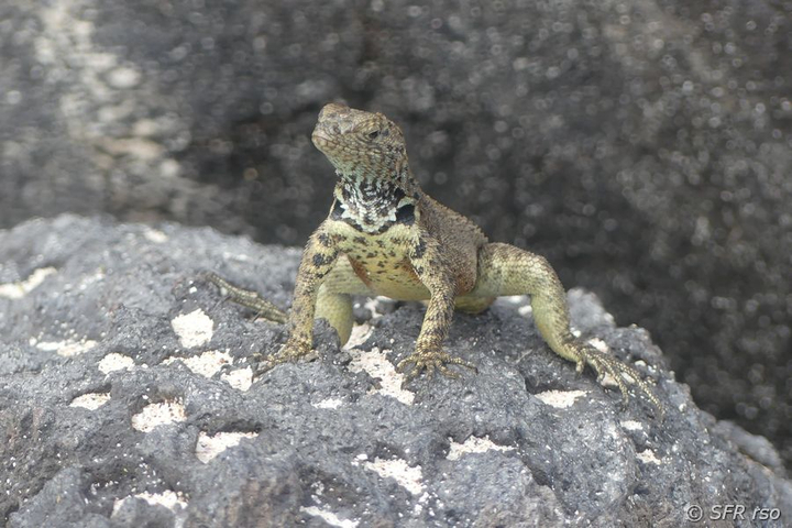 Lavaechse am Punta Suarez, Galapagos
