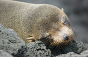 Seebär Arctocephalus galapagoensis schlafend Santiago Galapagos