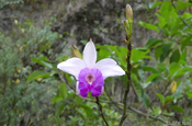 Orchidee Sobralia Klotzscheana bei Cuicocha, Ecuador