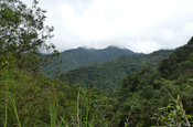 Bergnebelwald Panorama, Ecuador