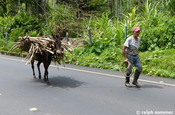 Esel mit Zuckerrohr, Ecuador