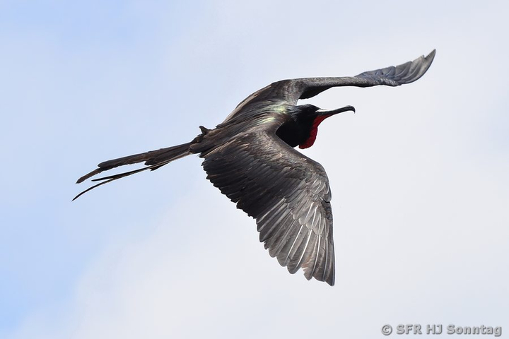 Fregattvogel maennlich im Flug inEcuador