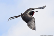Fregattvogel maennlich im Flug inEcuador