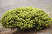Lecocarpus pinnatifidus Sonnenblumgewächs Galapagos