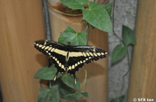 Papilio Thoas Schmetterling in Ecuador