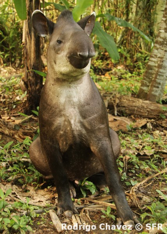 Tapirus Bairdii jung sitzend in Ecuador