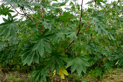 Wunderbaum Ricinus communis Insel Isabela Galapagos