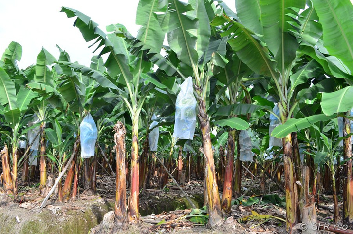 Schutzhüllen auf Bananenplantage in Ecuador