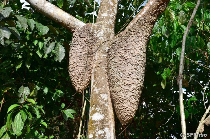Baumtermiten tropfenfoermig in Ecuador
