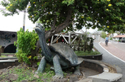 Riesenschildkröten Monument in Puerto Ayora, Galapagos