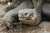 Galapagos Schildkröte in der Charles Darwin Station
