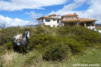 Pferd vor der Hacienda Los Mortiños