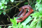 Rusty whip tail snake in Ecuador