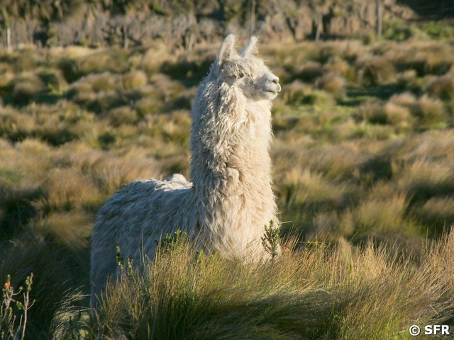 Vicuña
