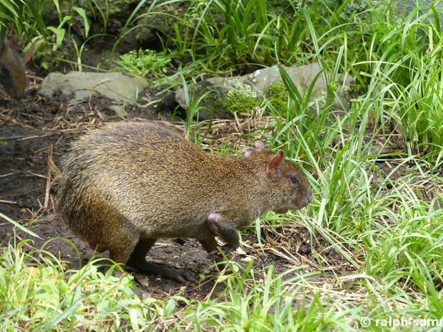 Aguti
