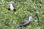 Junge Fregattvögel in Mangroven, Ecuador