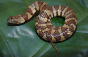 Helicops Angulatus brown banded water snake in Ecuador