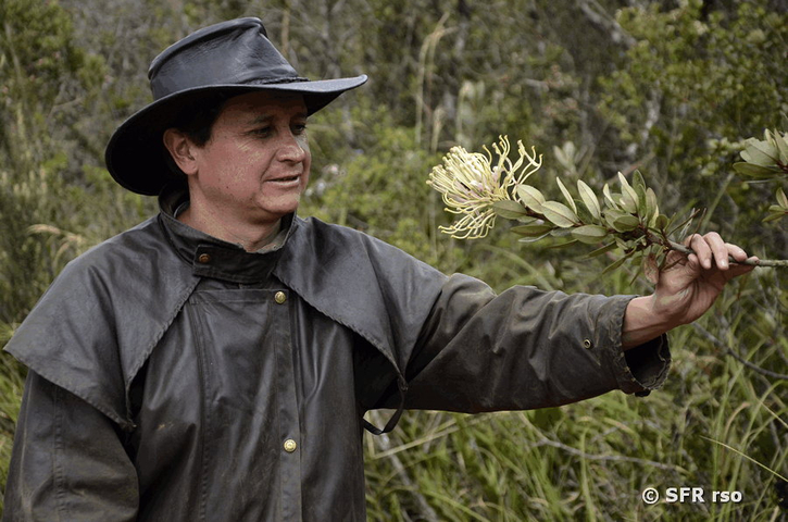Oreocallis grandiflora Blüten in Ecuador