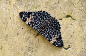 Schmetterling Cracker in Ecuador