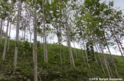 Teakbaumplantage im Küstenvorland, Ecuador