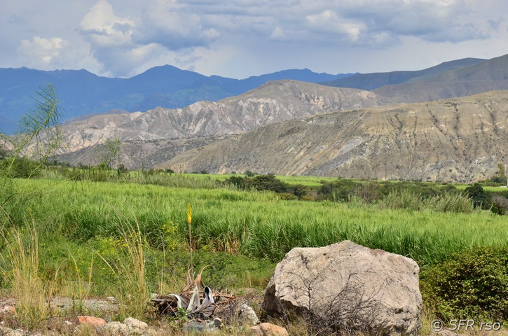 Zuckerrohrfeld bei Mascarillas in Ecuador