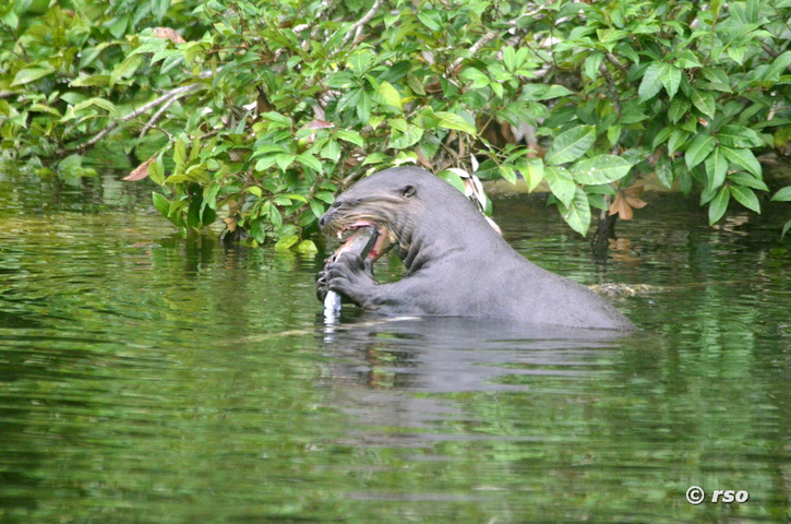 Riesenotter mit Fisch im Nationalpark Yasuni in Ecuador