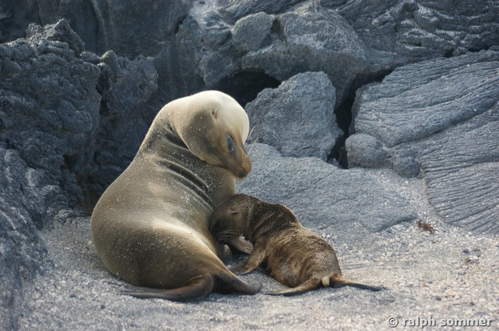 Seelöwen Baby, Galapagos