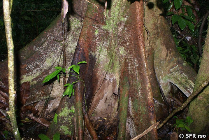 Baumwurzel Urwald in Ecuador