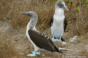 Blaufussvogelpaar auf Isla de la Plata in Ecuador