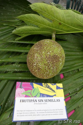 Brotfrucht ohne Samen Artocarpus altilis in Ecuador