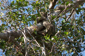 Dreifinger Faultier Bradypus klammernd in Ecuador