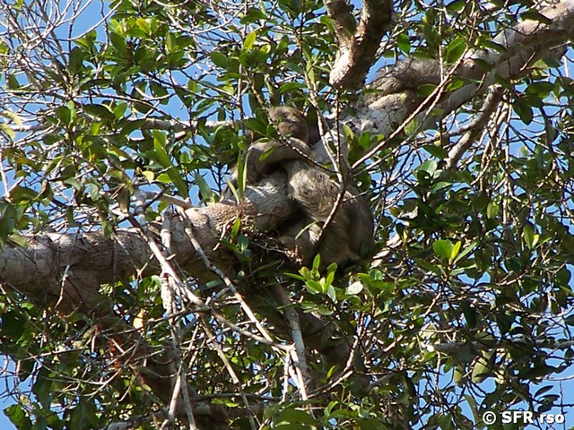 Dreifinger Faultier Bradypus klammernd in Ecuador