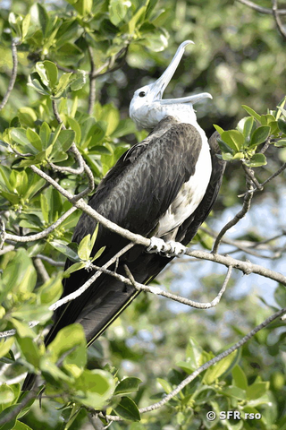 Fregattvogel in Ecuador