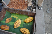 Kakaofrucht Aroma in Ecuador