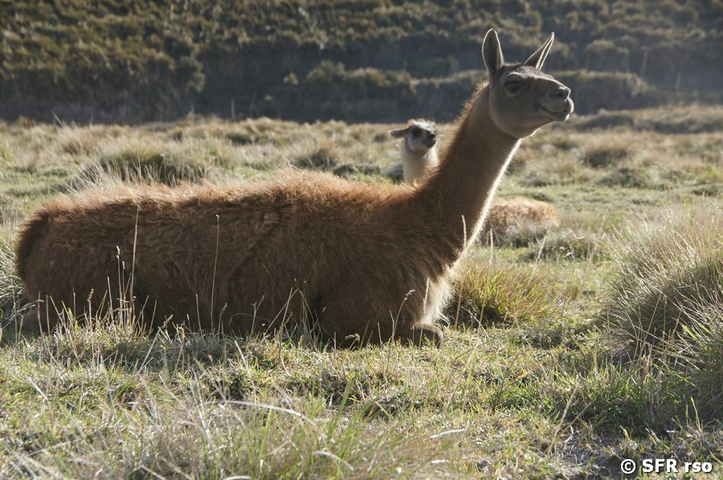 Lamas grasen auf der Weide in Ecuador 