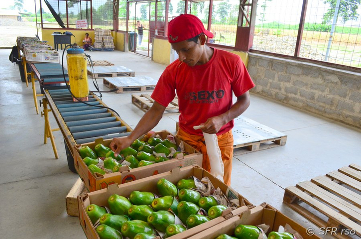 Papayas werden verpackt, Ecuador