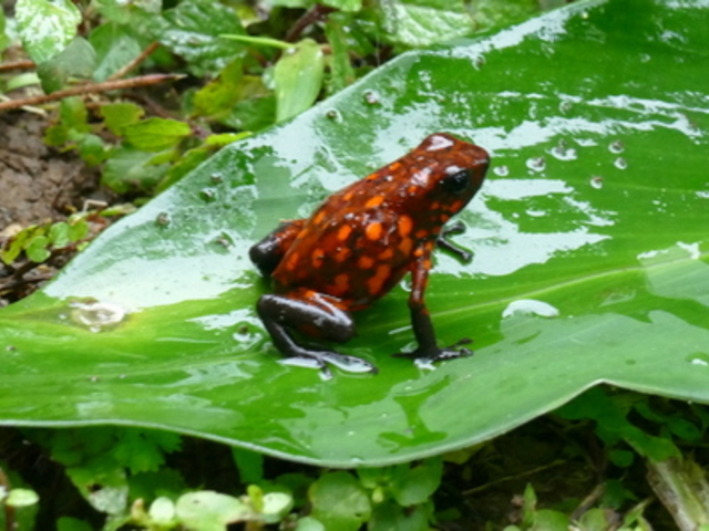 Baumsteigerfrosch Ecuador sitzend auf Blatt 
