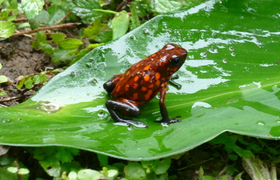 Baumsteigerfrosch Ecuador sitzend auf Blatt 