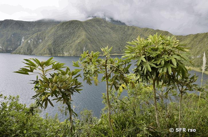 Pumamaqui Sträucher in der Cuicocha Lagune, Ecuador